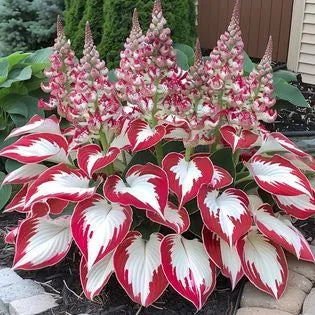 Shade tolerant and Cold tolerant Hostas Seeds