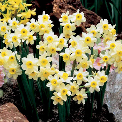 Narcissus 'Minnow' – Tazetta Daffodil Minnow