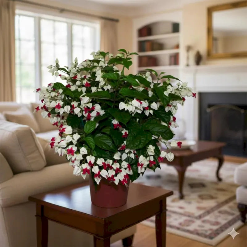Bleeding Heart Vine (Clerodendrum thomsoniae) | Rooted Starter Plant | Red & White Blooms