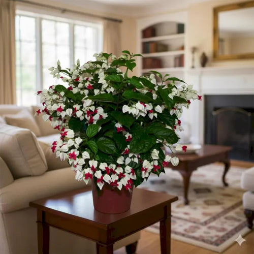 Bleeding Heart Vine (Clerodendrum thomsoniae) | Rooted Starter Plant | Red & White Blooms