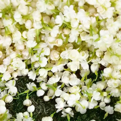 🌸 Last Day 49% OFF – Winter-Friendly Hanging Jasmine—Dreamy Indoor Flower🌿❄️