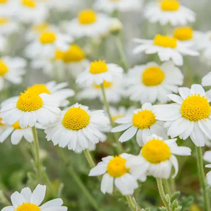 German Chamomile Seeds