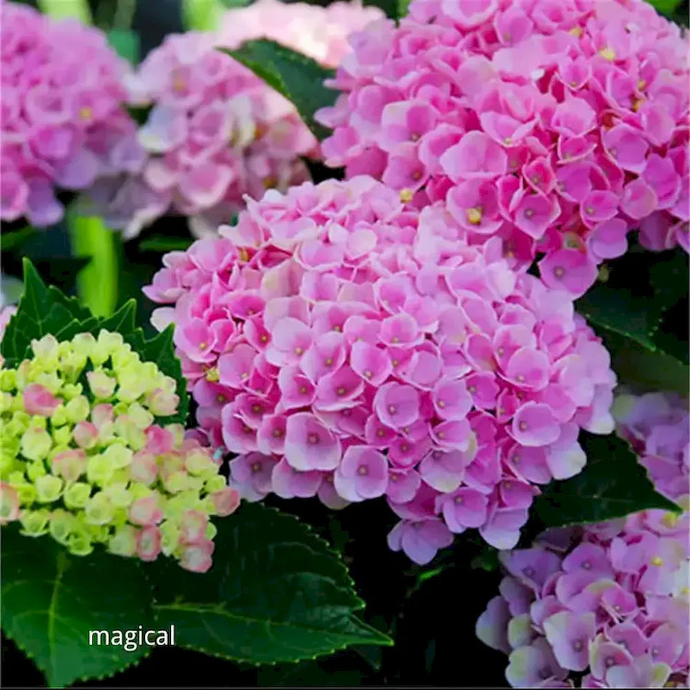 Hydrangea Seeds