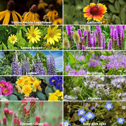 Wildflower Seed Mix