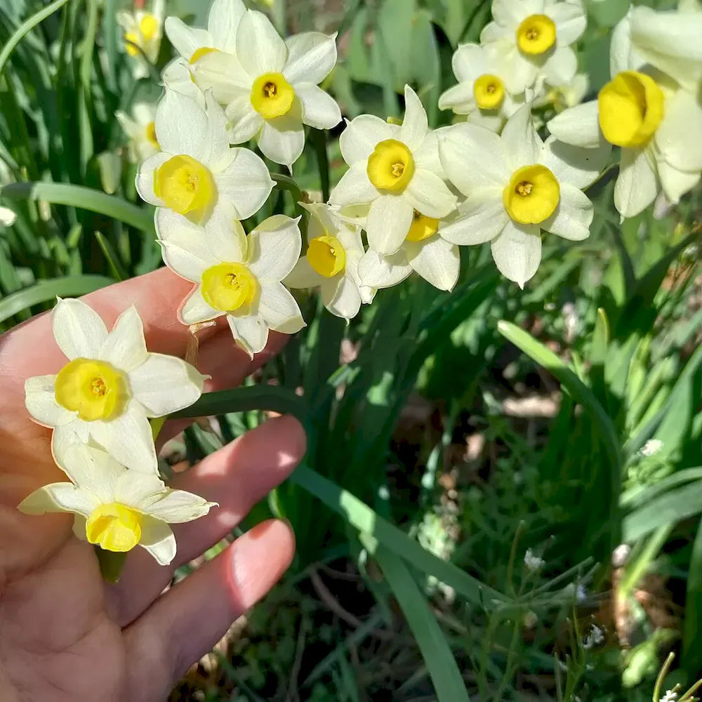 Narcissus 'Minnow' – Tazetta Daffodil Minnow