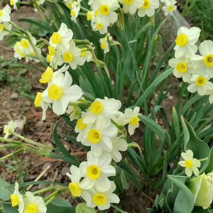 Narcissus 'Minnow' – Tazetta Daffodil Minnow